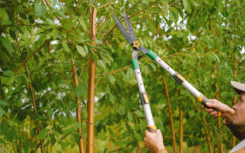 Tree trimming in Litchfield Park, AZ